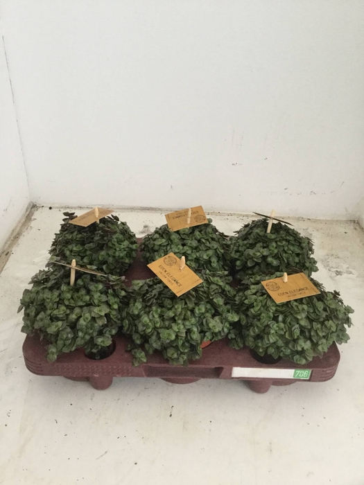 Callisia repens 'Turtle'