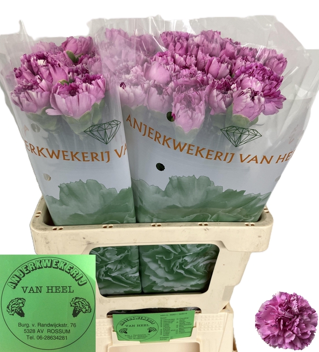 <h4>DI ST YUKARI SCURO</h4>