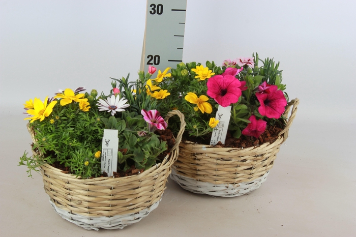 <h4>ARR TUINPLANTEN</h4>