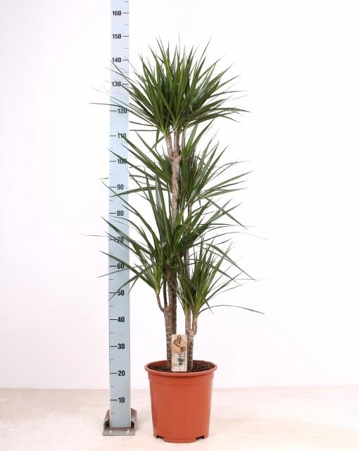 <h4>DRA MARGINATA</h4>