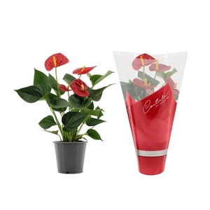 Anthurium Success Red in Couture sleeve