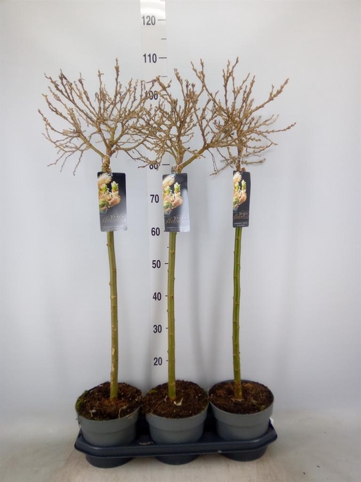 <h4>Salix helvetica</h4>