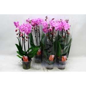 PHAL EL CASCADE