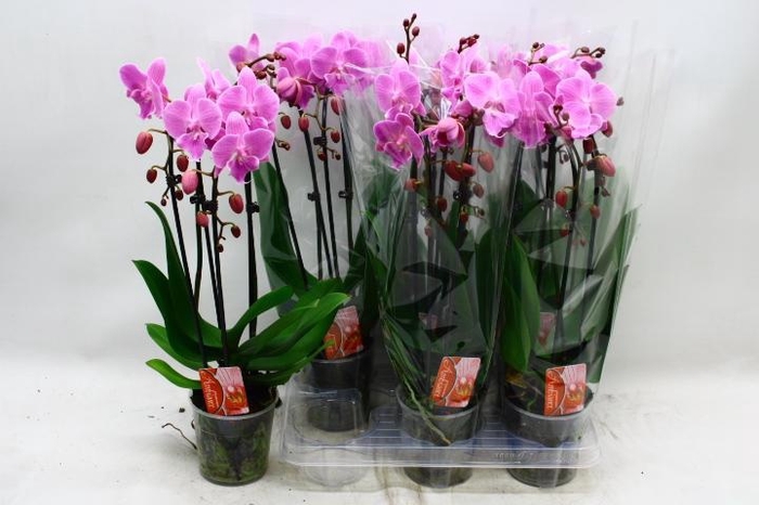 <h4>PHAL EL CASCADE</h4>