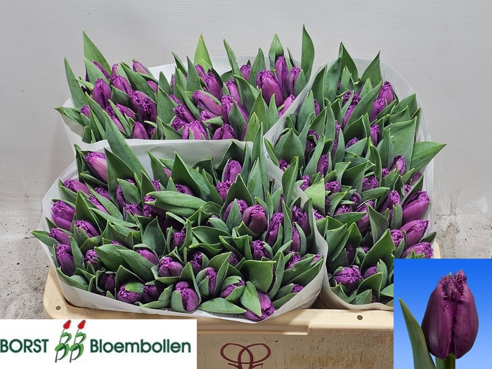 <h4>TU FR SAN LUIZ</h4>