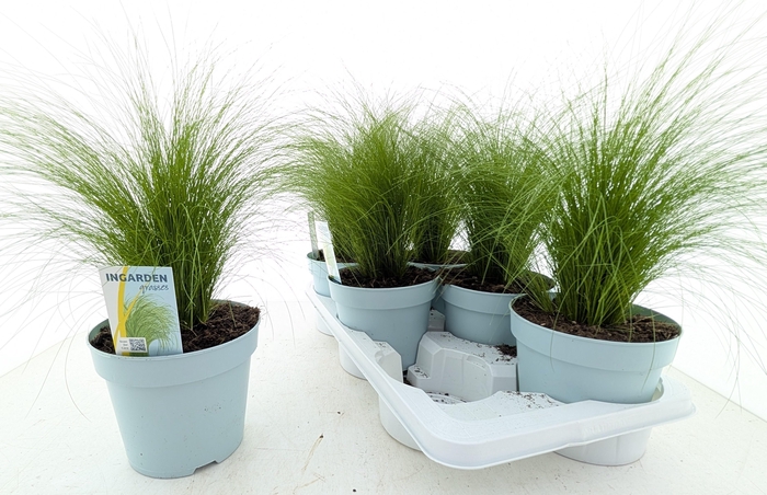 <h4>STIP TE PONYTAILS</h4>