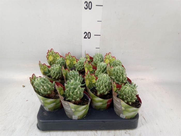 <h4>Cactus   ...</h4>