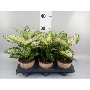 Aglaonema   ...