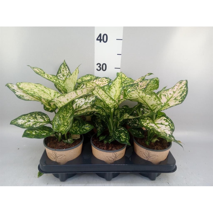 <h4>Aglaonema   ...</h4>