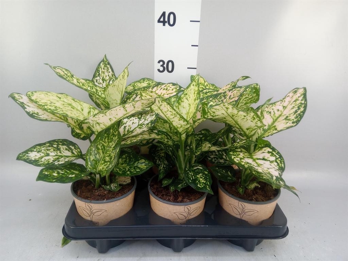 <h4>Aglaonema   ...</h4>