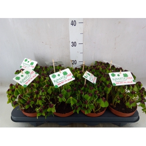 Oxalis deppei
