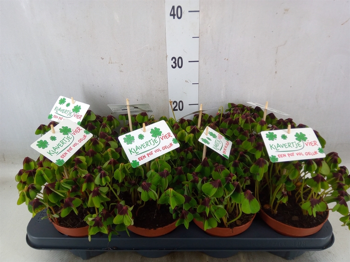 <h4>Oxalis deppei</h4>