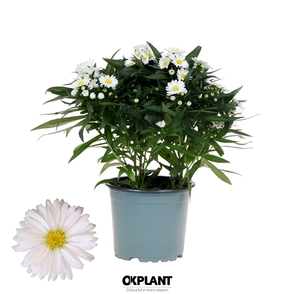 <h4>Aster Starletta Serie white</h4>