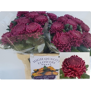 CHR G BIGOUDI PURPLE