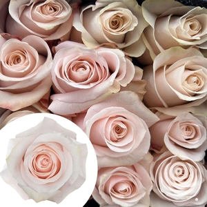 R Eq Pomarosa
