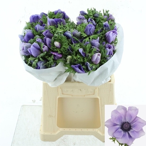 ANEM CO MIS + AZZURR