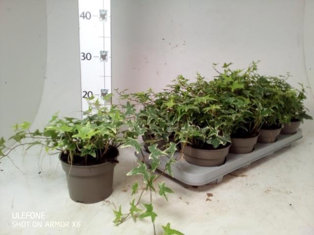 <h4>HED HE INGELISE</h4>