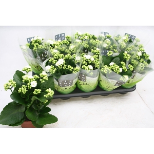 Gevuld 12 cm WIT