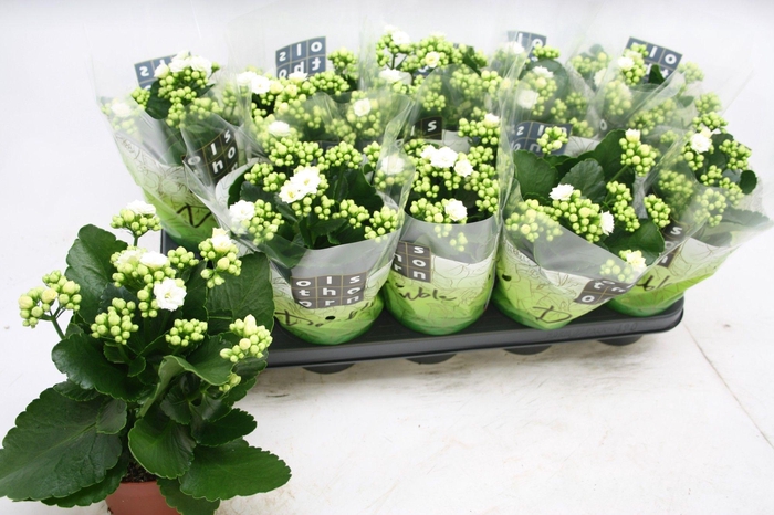 <h4>Gevuld 12 cm WIT</h4>