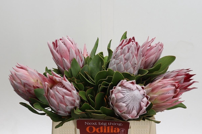 <h4>PROTEA CYNAROIDES</h4>