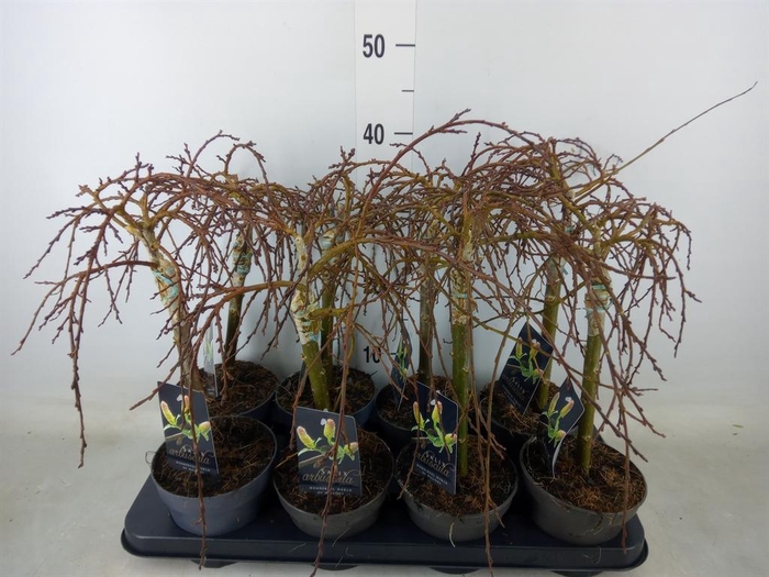 <h4>Salix arbuscula</h4>