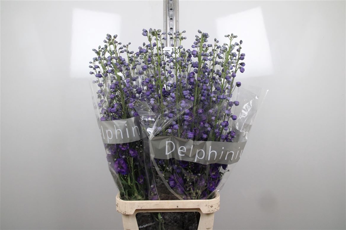 <h4>Delph Du Jewel Paars</h4>