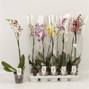 PHAL GEM