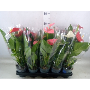 Anthurium   ...mix