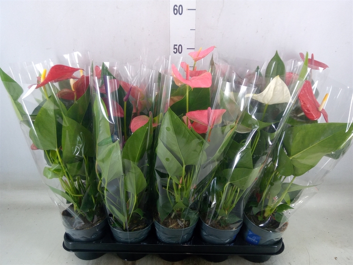 <h4>Anthurium   ...mix</h4>