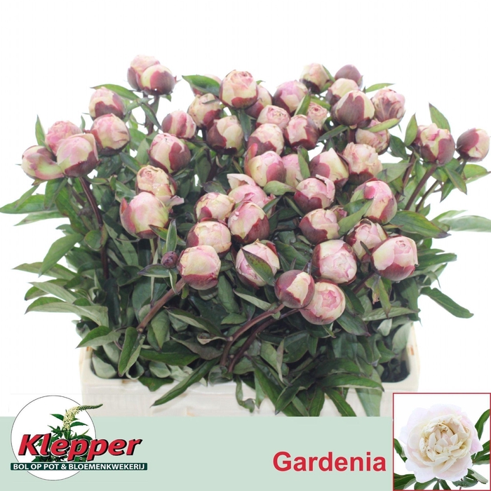 <h4>PAEONIA LACT. 'GARDENIA'</h4>