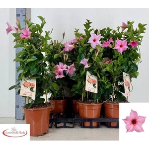 MANDE SUN CR PINK