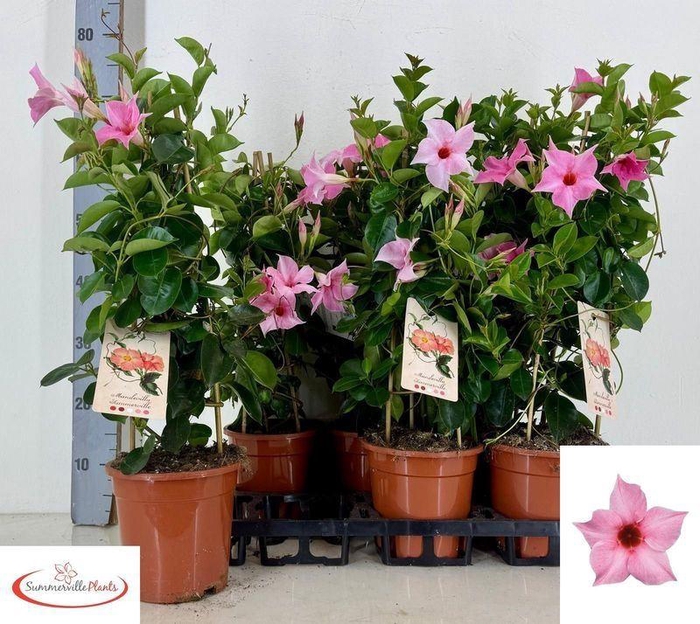 <h4>MANDE SUN CR PINK</h4>