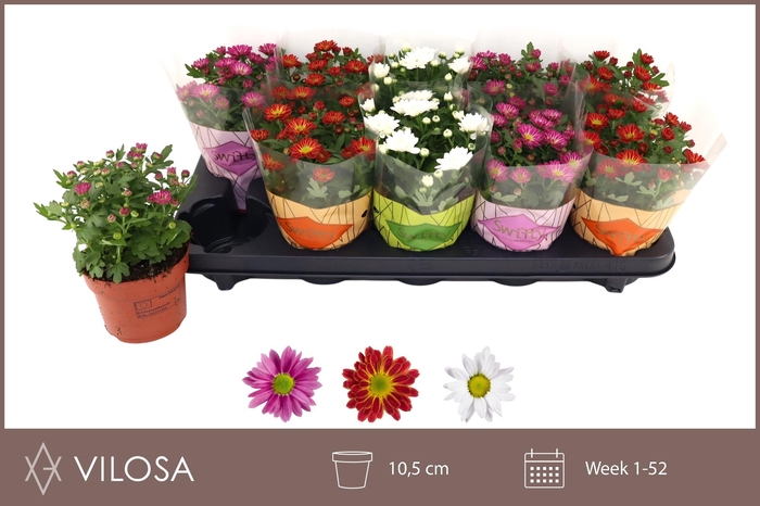 <h4>CHRYS SWIFTY GEM</h4>