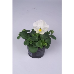 Viola x wittrockiana Delta F1 Pure White