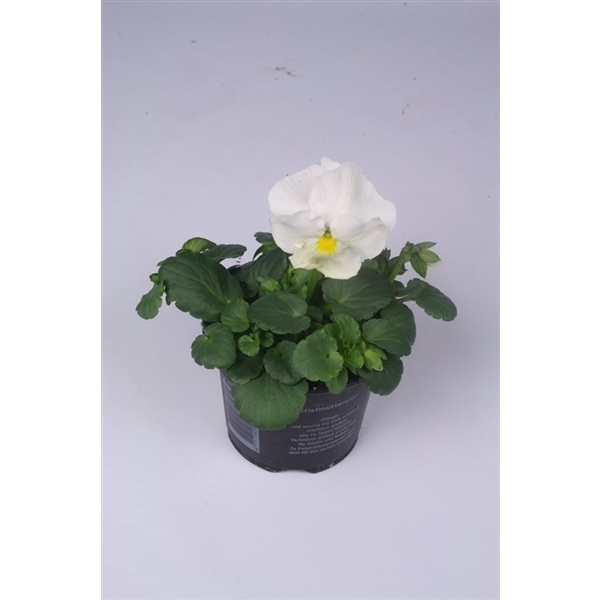 <h4>Viola x wittrockiana Delta F1 Pure White</h4>