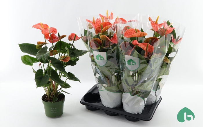 <h4>ANTHU AN MAD ORANGE</h4>