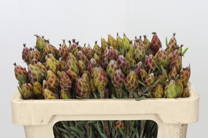 <h4>Kaaps Groen Plumosum Rubrum</h4>