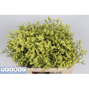 Limonium Cyrus Diamond Fers Flowers