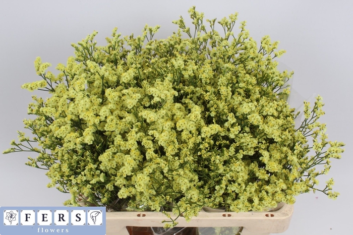 <h4>Limonium Cyrus Diamond Fers Flowers</h4>
