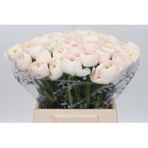 Ranunculus Clooney Hanoi Extra