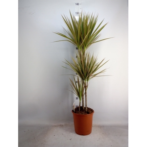 Dracaena marg. 'Bicolor'