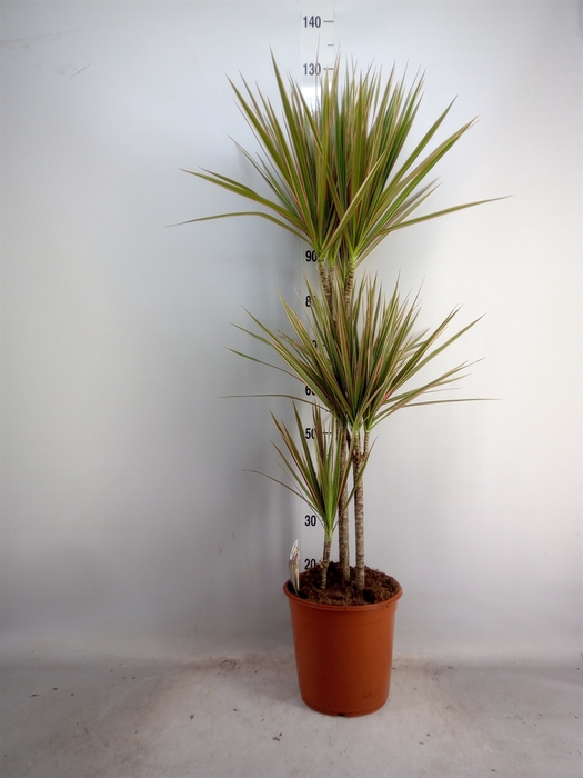 <h4>Dracaena marg. 'Bicolor'</h4>