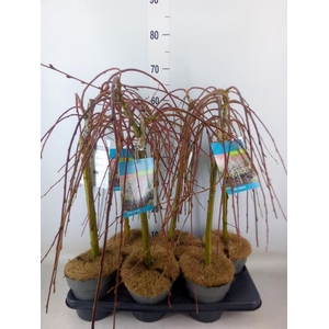 Salix caprea 'Kilmarnock'