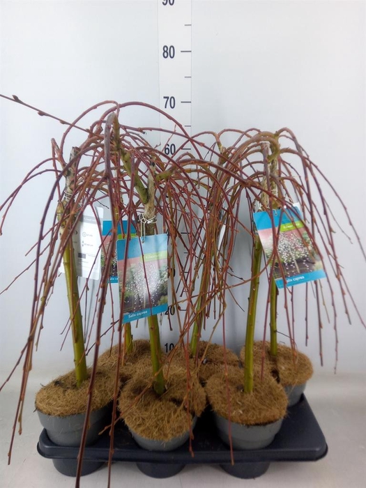 <h4>Salix caprea 'Kilmarnock'</h4>