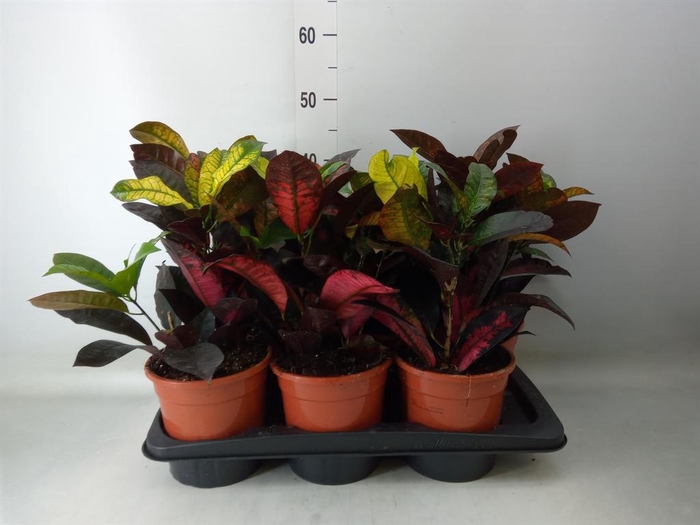 <h4>Codiaeum var. KL 'Mrs Iceton'</h4>