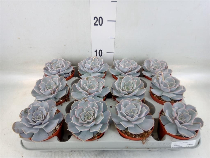 <h4>Echeveria lilacina</h4>