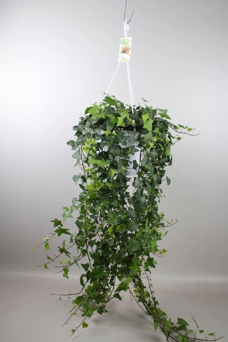 <h4>Hedera helix 'Anna'</h4>