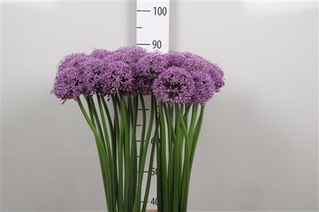 <h4>Allium Gladiator</h4>