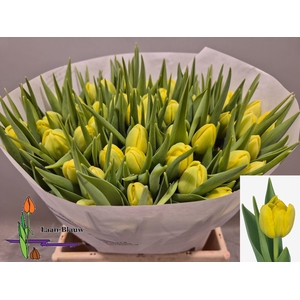 TU DU DOUBLE TROUBLE