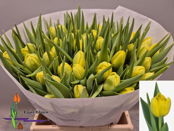 <h4>TU DU DOUBLE TROUBLE</h4>